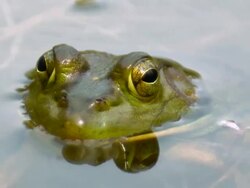 CU Shot of Bull frog in water / Tweed, Ontario, Canada Stock Footage