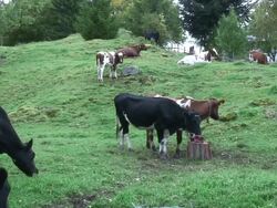Cows resting on the field. Stock Footage