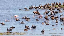 SLO MO Tropical birds in the marsh Stock Footage
