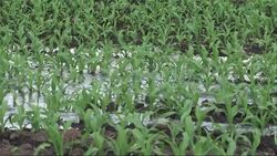 Mexico farmers fear a new plant will kill farming News Clip