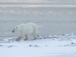 MS TS Shot of polar bear walking near water edge / Arviat, Nunavut, Canada Stock Footage