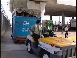 Arrival of equestrian horses ahead of Olympics News Clip