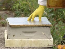 Bee Hive Box On Farm Stock Footage