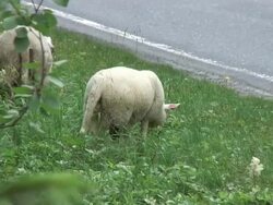 Sheep and lam by the hiway Stock Footage