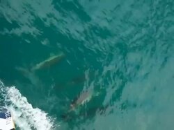 Dolphins travels with the ship Stock Footage