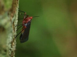 Fulgorid bug Stock Footage