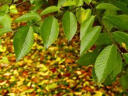 Autumn leaves Stock Footage