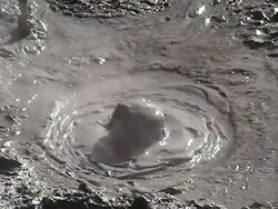 Mud Bubble Stock Footage