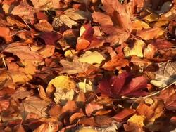 HD: Autumn time Stock Footage