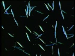 Assorted blue, green crystal strips Stock Footage