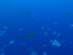 MS TS Oceanic whitetip shark / Hawaii, United States Stock Footage