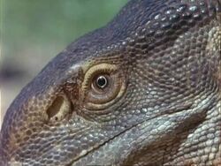 BCU Eye of African Savannah Monitor Lizard, Kenya Stock Footage
