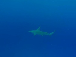 Great hammerhead, Sphyrna mokarran, midwater, rises for bait, underwater, Bahamas  Stock Footage