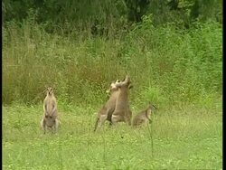 MS Wallabies fighting in bush Stock Footage