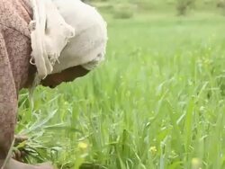 Afar woman tending crops Stock Footage