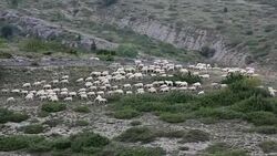 Flock of sheep Stock Footage