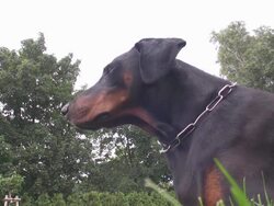 Guard dog Stock Footage