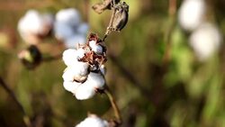 Cotton Field During Sunset HDR Image Close up Stock Footage