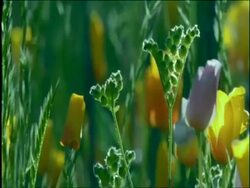 CU backlit yellow Goldpoppies (Eschscholzia californica) in breeze, Sonoran desert, USA Stock Footage