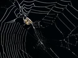 Spider Stock Footage