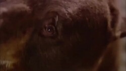 A bear roars and growls while standing in the sand. Stock Footage