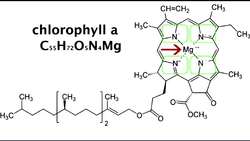 The Role of Chlorophyll in Plants Instructional Video