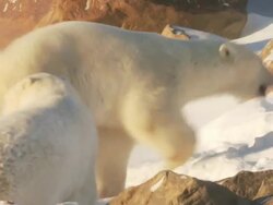  MS Two polar bears fighting each other on snow / Churchill, Manitoba, Canada Stock Footage