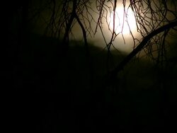 Full Moon behind trees Time Lapse Stock Footage