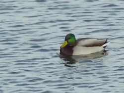 Iridescent green-headed Mallard Duck swims across peaceful blue water, preening. Stock Footage
