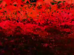 series transcendental fields : from horizon, colorful (LOOP) Stock Footage