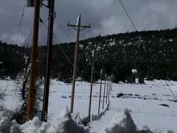 MS Powerlines and pine trees covered in snow  / Hooker, OK, United States  Stock Footage