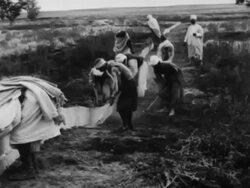 Locust threaten food sources of Algerian tribes Stock Footage