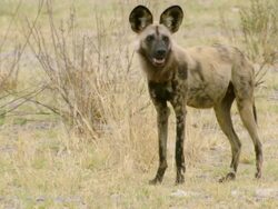 MS Shot of African wild dog walking and pausing to observe intently / Okavango Delta, North West District, Botswana Stock Footage