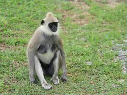 Gray Langur Stock Footage