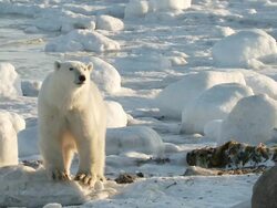  MS SLO MO Polar bear sitting in snow / Churchill, Manitoba, Canada Stock Footage
