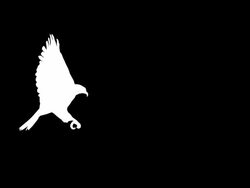 Hunting Eagle (Loopable) Stock Footage