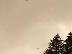 Flock of Flying Crows during a Thunder Storm Stock Footage