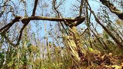 Dry season and Dead tree in Thailand Stock Footage