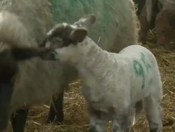 Sheep in Field & Pens News Clip