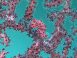 Camouflaged Pygmy seahorse (Hippocampus bargibanti) on gorgonian coral (Muricella plectana), Southern Visayas, Philippines Stock Footage
