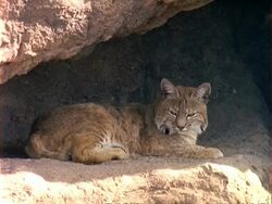 MCU Bobcat lying on shaded rocks, USA Stock Footage