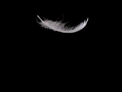 MS SLO MO Shot of white feather falling against black background / Calvados, Normandy, France Stock Footage