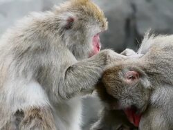 Snow Monkey's Grooming Stock Footage
