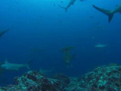Hammerhead, Costa Rica, Pacific Ocean  Stock Footage