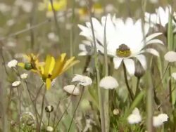 MS Shot of Wild flowers of Namaqualand including common felicias and daisies buffeted by the wind / Namaqualand, Northern Cape, South Africa Stock Footage