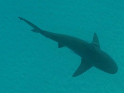 MS TS Bull shark swimming / Playa del Carmen, Isla Mujeres, Mexico Stock Footage
