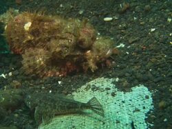 Scorpion fish and Damsel fish, Damsel moves into frame and rubs Scorpion fish face, Indonesia  Stock Footage