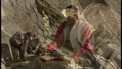 Dinosaurs To Birds Stock Footage