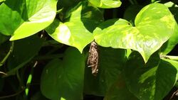 Chrysalis Stock Footage