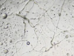 Growing fungi time lapse Stock Footage